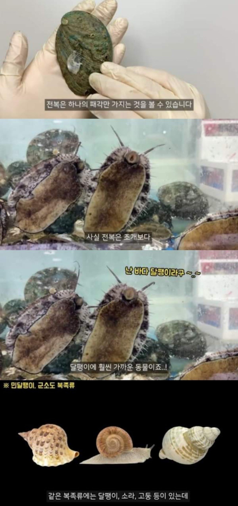 소문인줄만 알았지만 실제로 개쩌는 식재료... 이미지 1